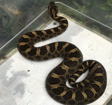 Massasauga Rattlesnake in box