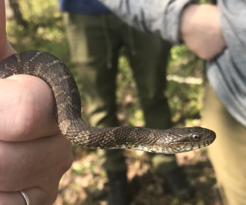 water snake in wetland